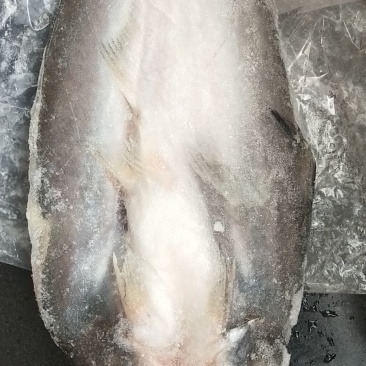 开背巴沙鱼