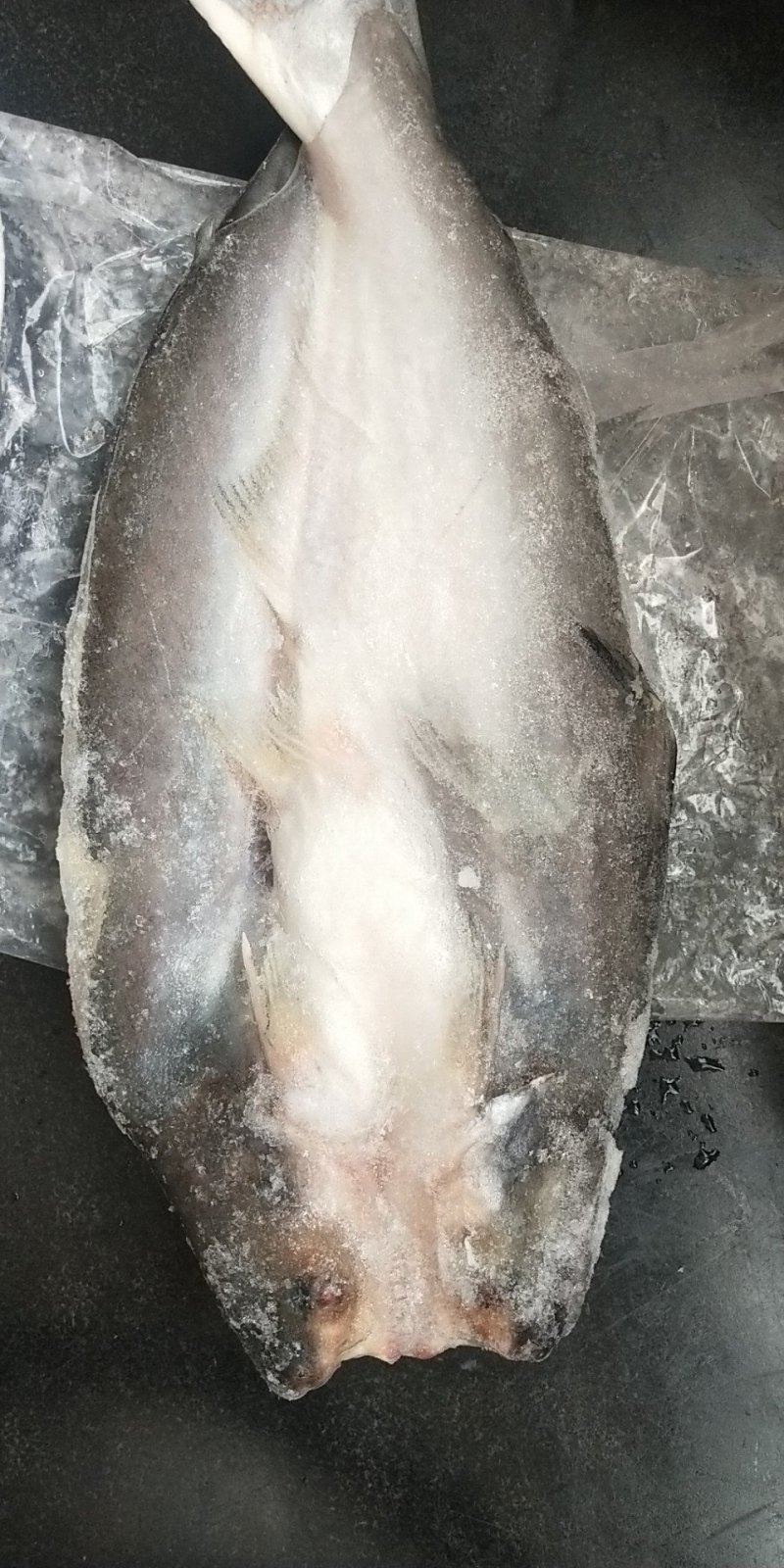 开背巴沙鱼