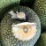 菠萝蜜