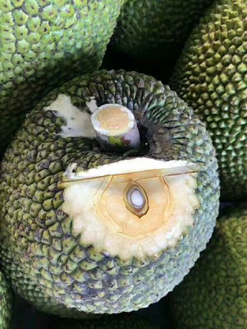 菠萝蜜