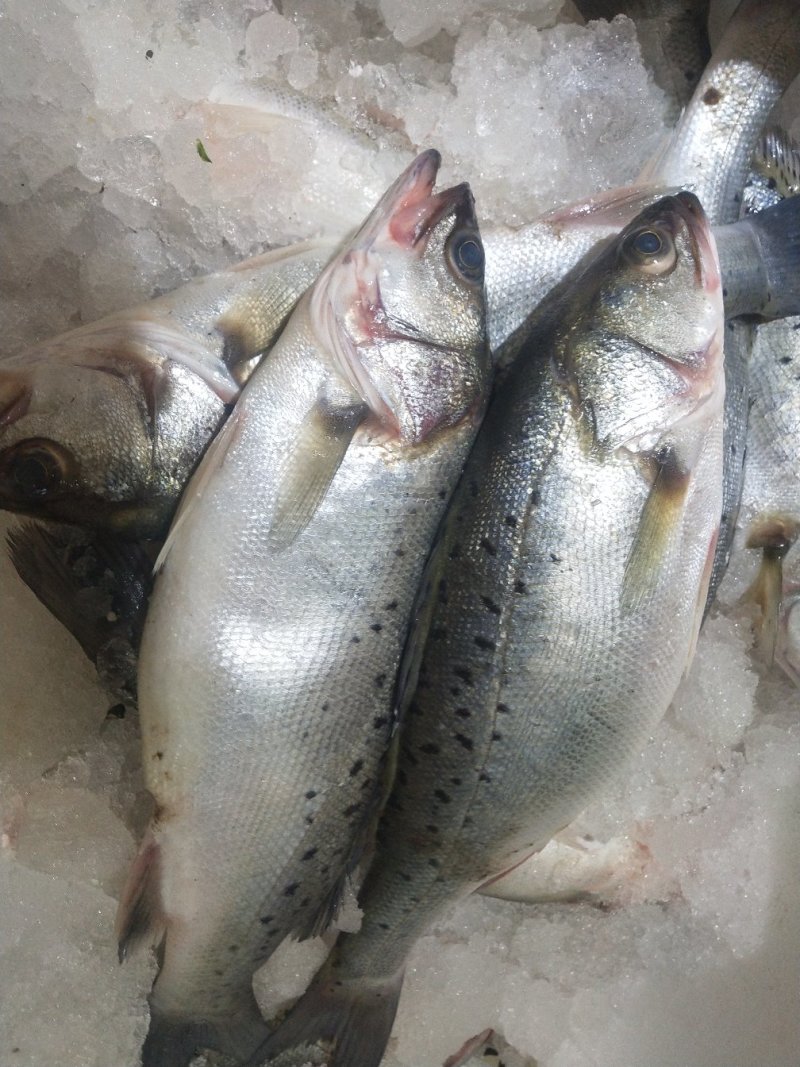 海鲈鱼