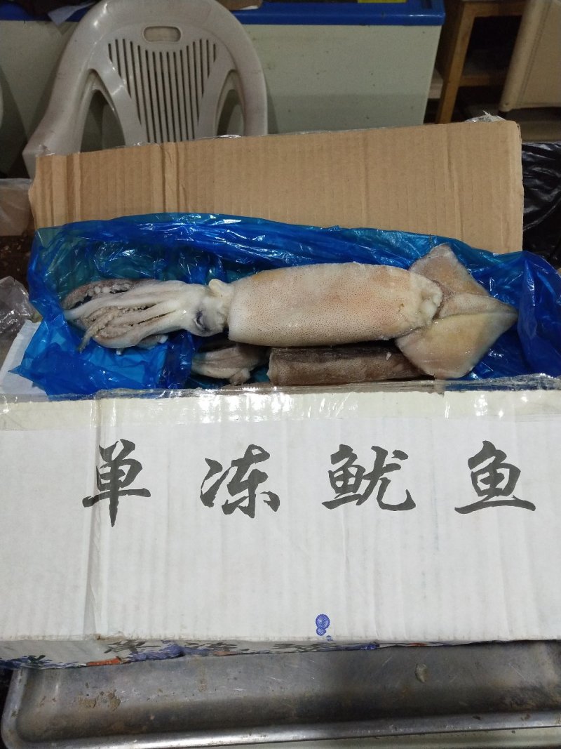 鱿鱼