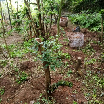 野生赤楠树，熟桩。生桩都有货。