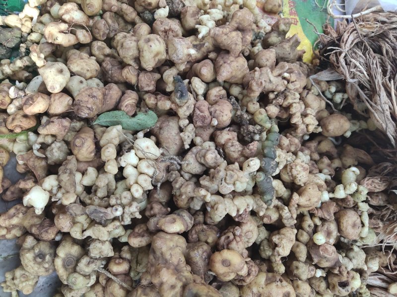 野生黄精，商陆，伸筋草