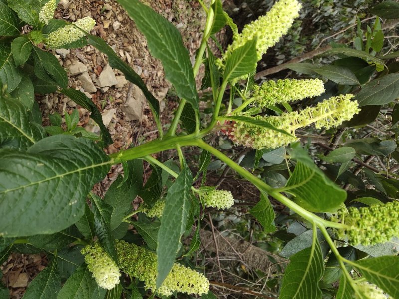 野生黄精，商陆，伸筋草
