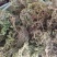 野生黄精，商陆，伸筋草