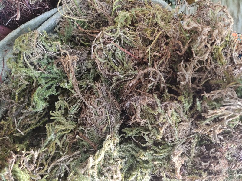 野生黄精，商陆，伸筋草