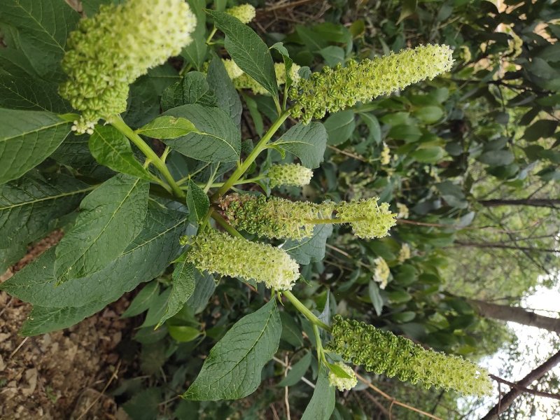野生黄精，商陆，伸筋草