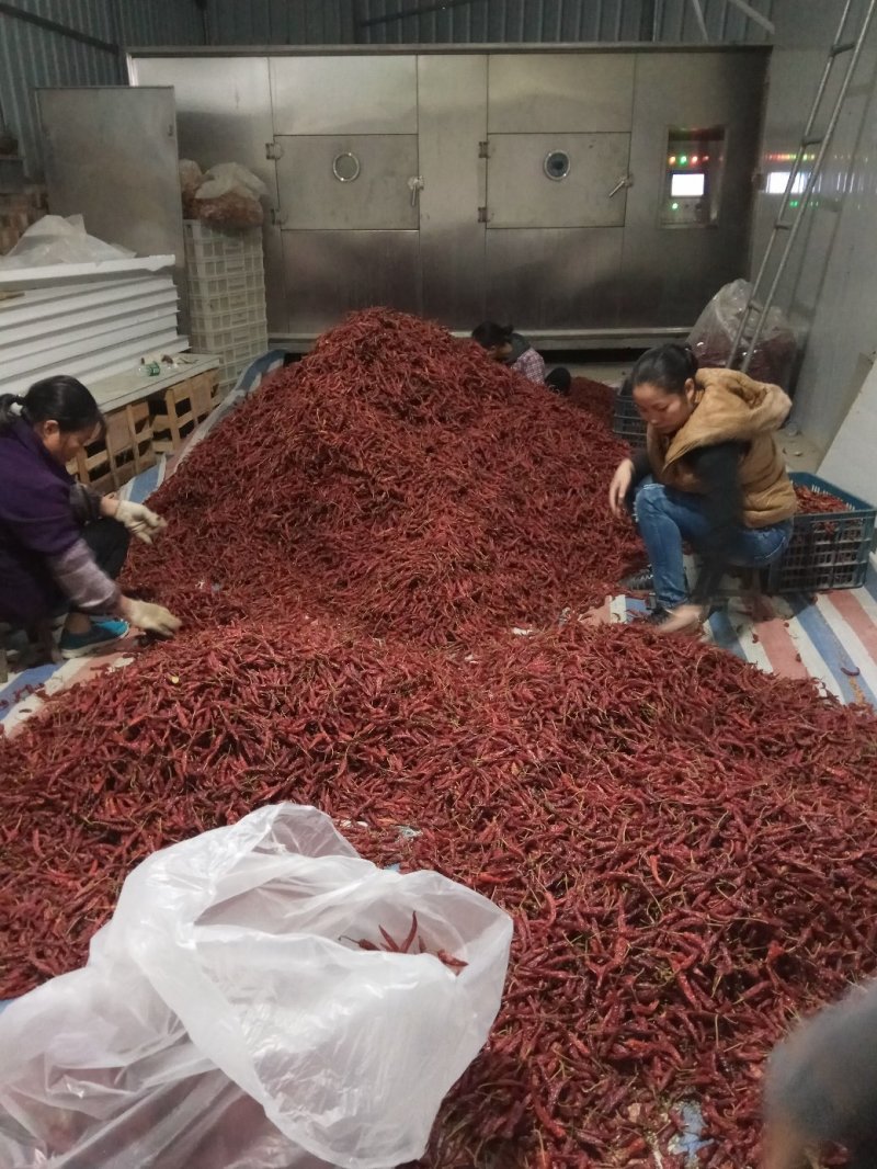 辣椒.正宗低温烘焙龙脊干辣椒一斤发货包邮