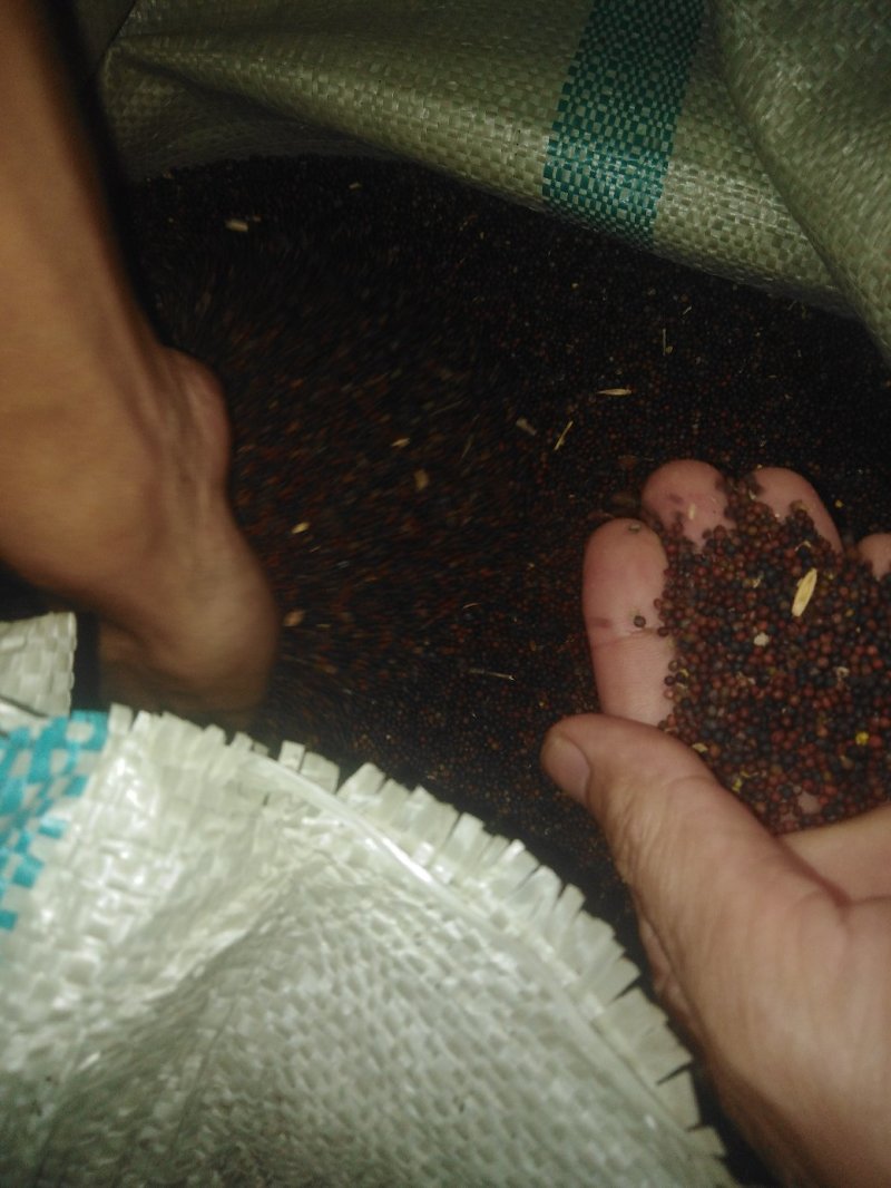 油菜籽广西壮族自治区桂林市全州县油菜籽