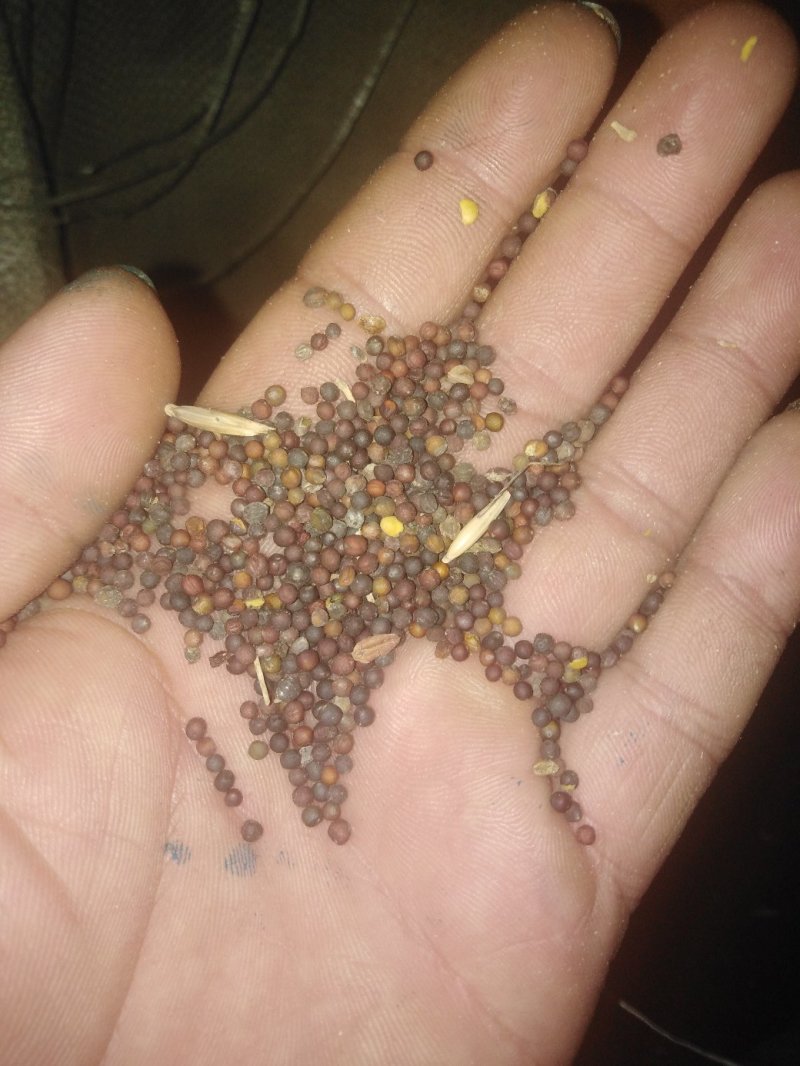 油菜籽广西壮族自治区桂林市全州县油菜籽