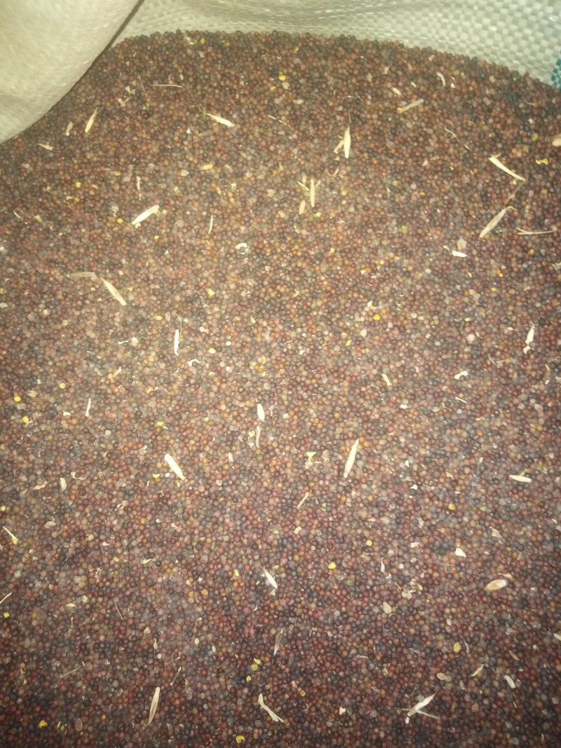 油菜籽广西壮族自治区桂林市全州县油菜籽