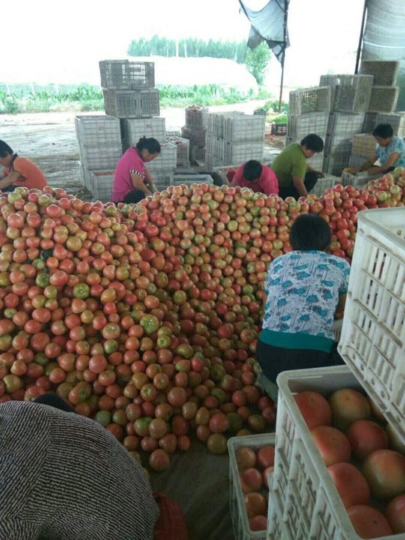 徐州西红柿大量上市了