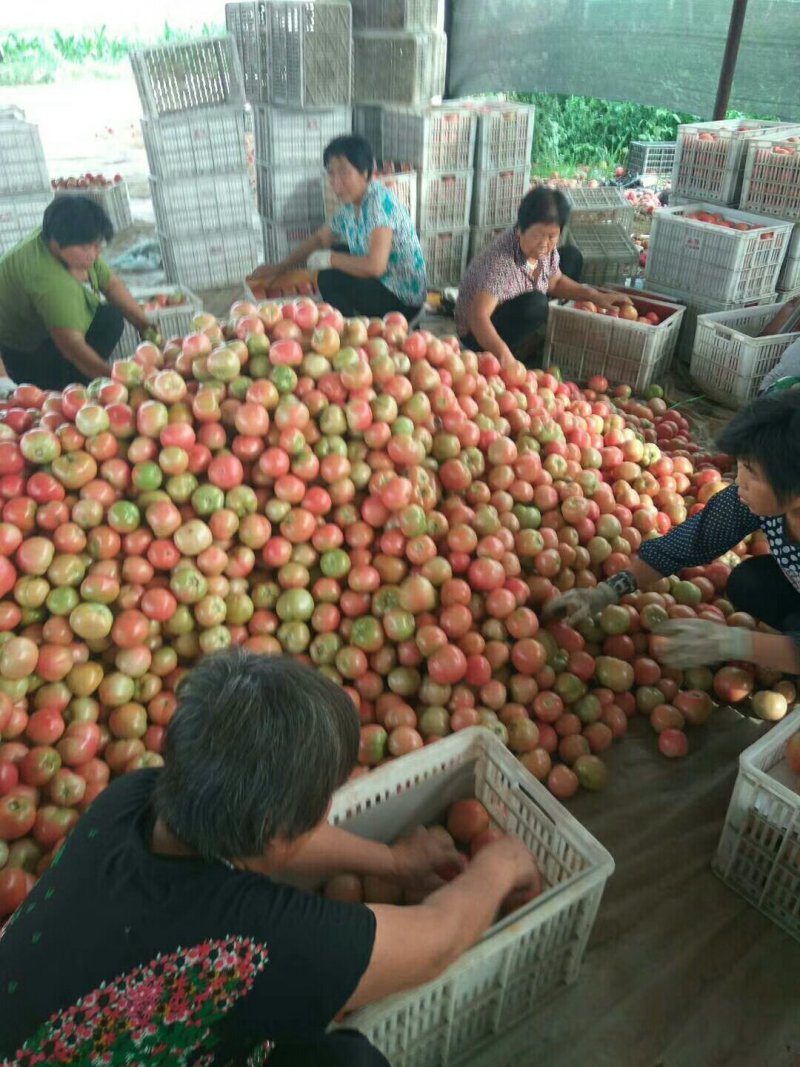 徐州西红柿大量上市了