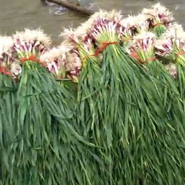 红根蒜苗