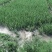 红根蒜苗