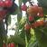 沧州献县正发枣树种植有限公司常年供应大樱桃