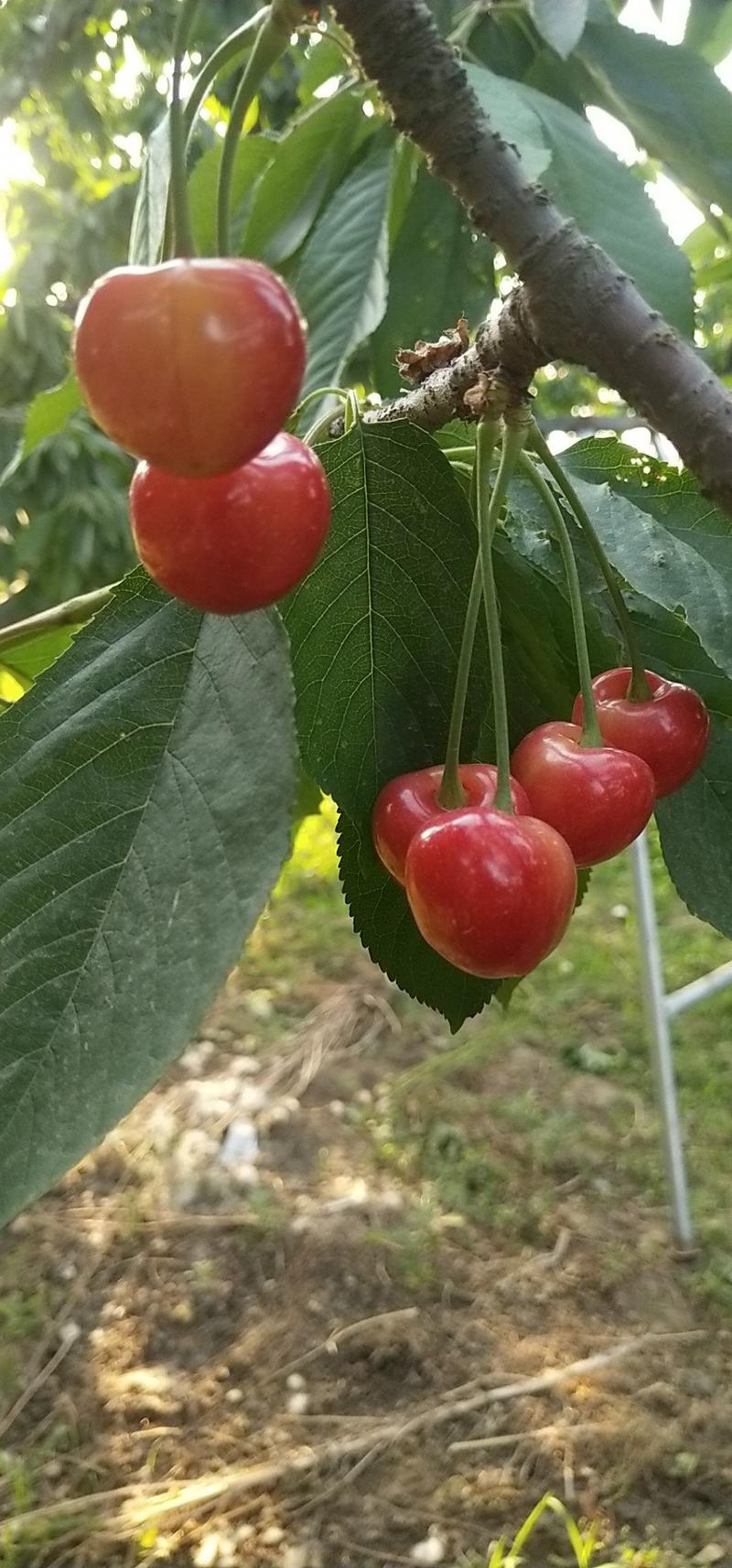 沧州献县正发枣树种植有限公司常年供应大樱桃