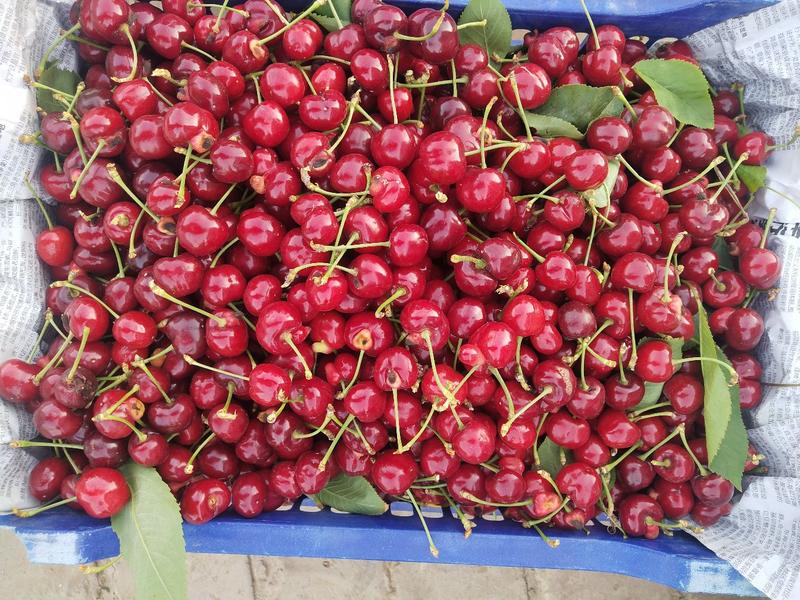 沧州献县正发枣树种植有限公司常年供应大樱桃