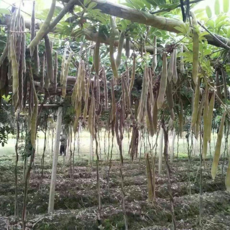 黄毛大叶牛大力种子
