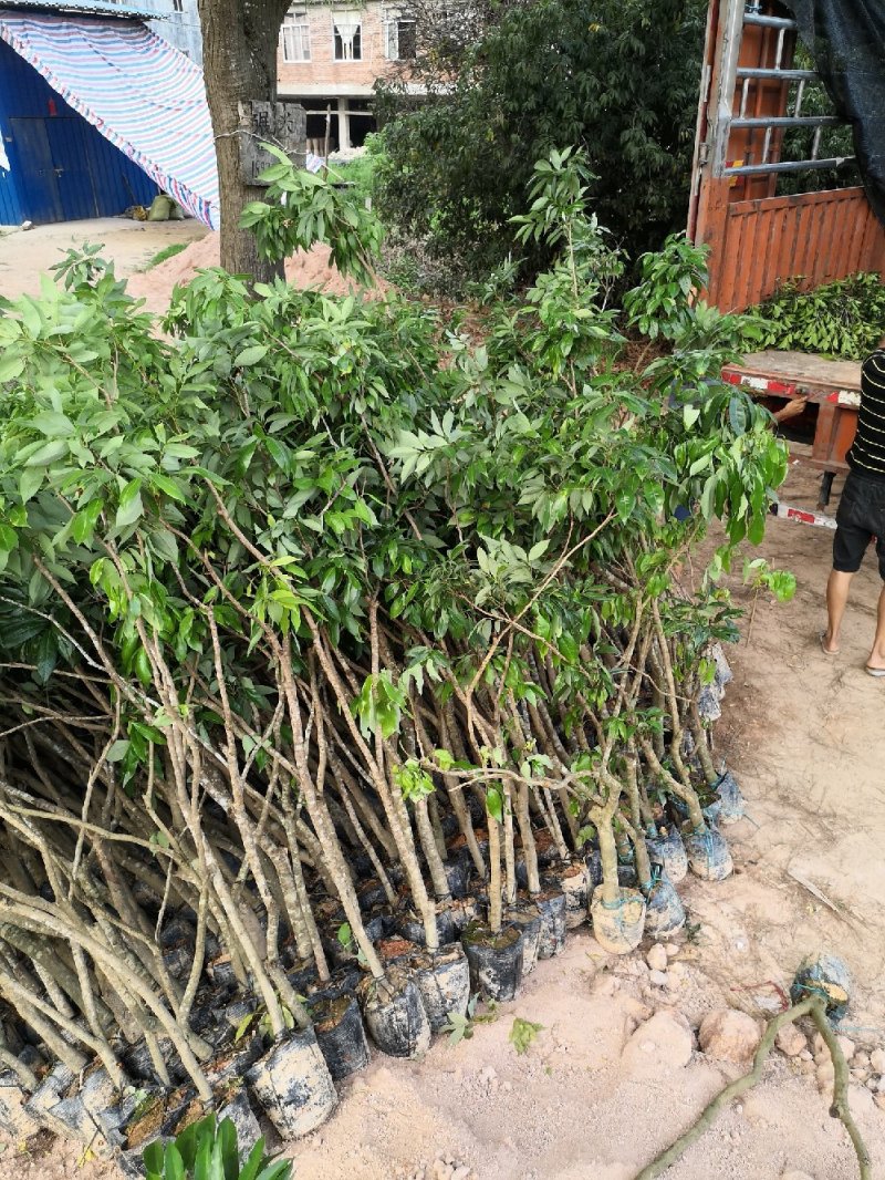 荔枝圈枝开叉苗，3公分左右，直生苗，苗场直发
