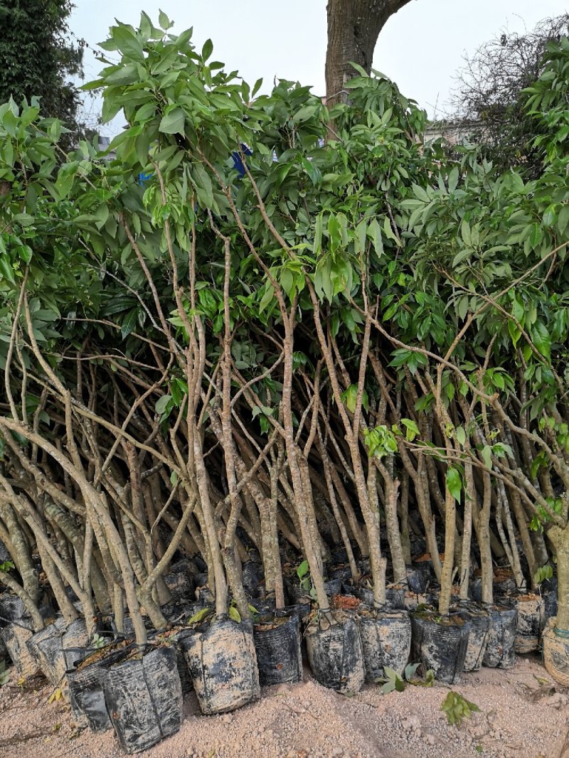 荔枝圈枝开叉苗，3公分左右，直生苗，苗场直发