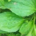 纯野生车前草