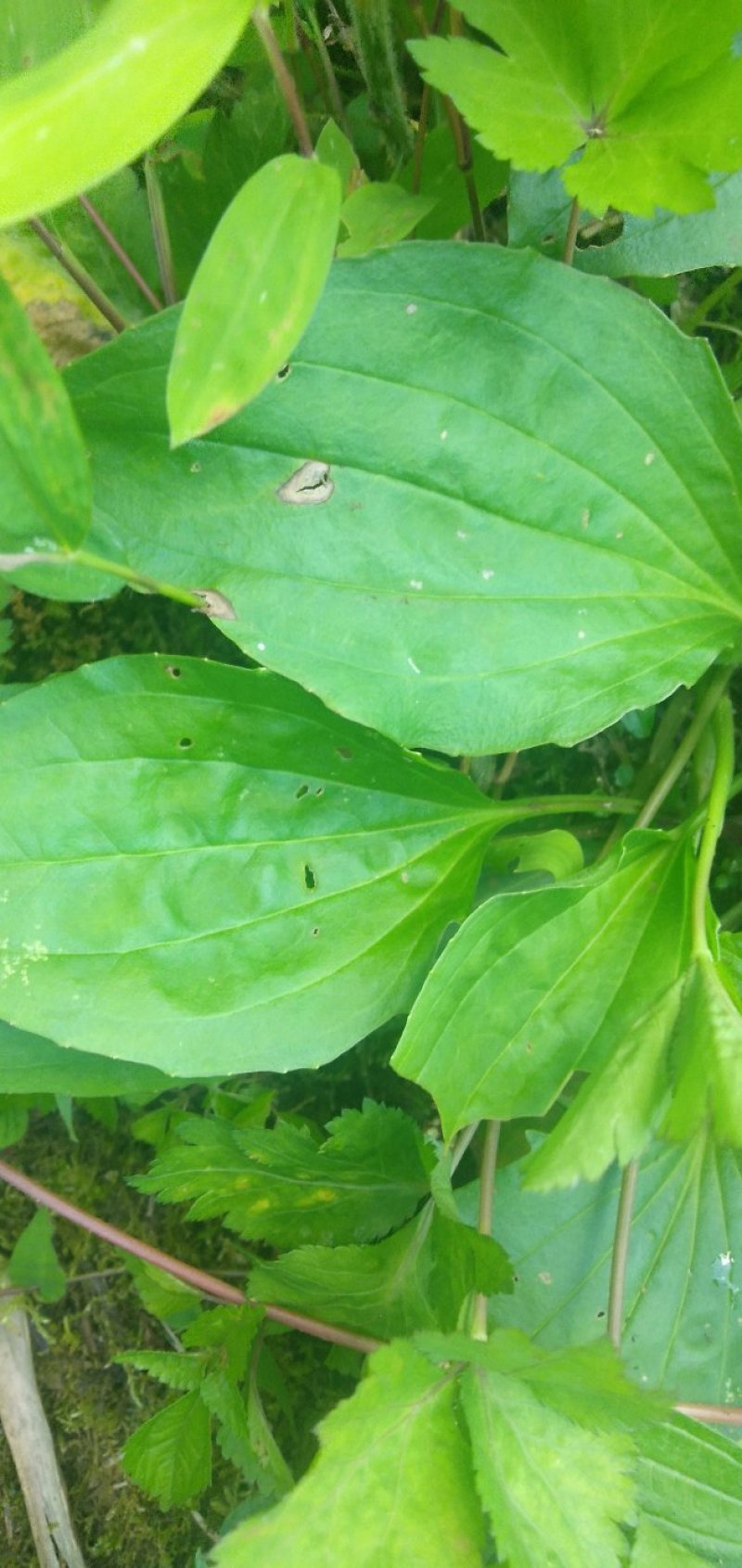 纯野生车前草