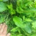 纯野生车前草