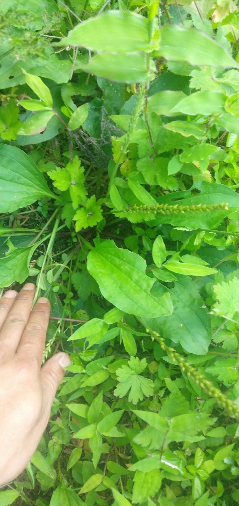 纯野生车前草