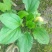 纯野生车前草
