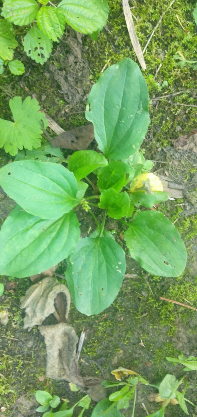 纯野生车前草