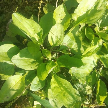 纯野生车前草