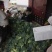 .西兰花上市