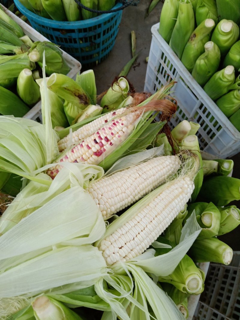 白.花糯玉米、颗粒饱满、地头直供、一手货原、新鲜上市！