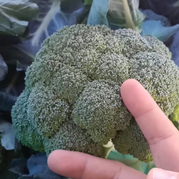 西兰花