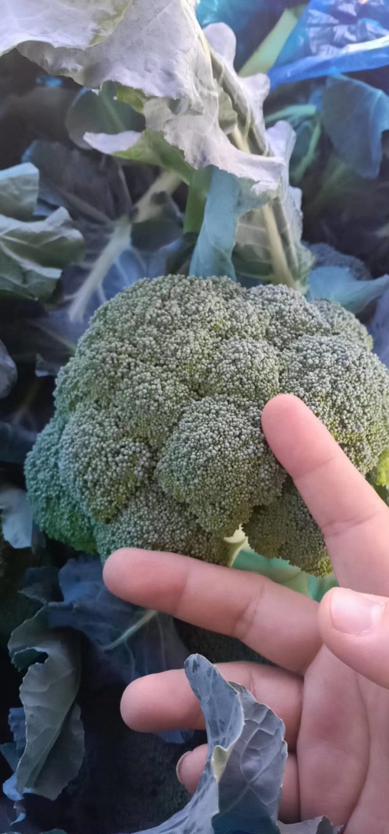 西兰花