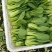 【牛商推荐】青梗菜，江苏本地青梗菜，长期合作，诚信第一
