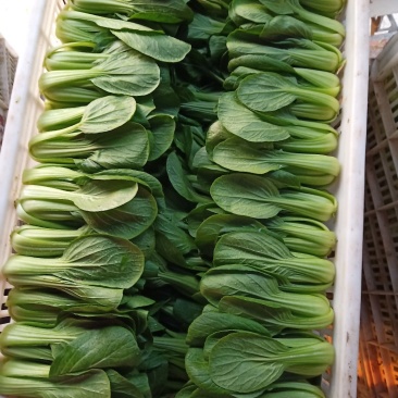 【牛商推荐】青梗菜，江苏本地青梗菜，长期合作，诚信第一