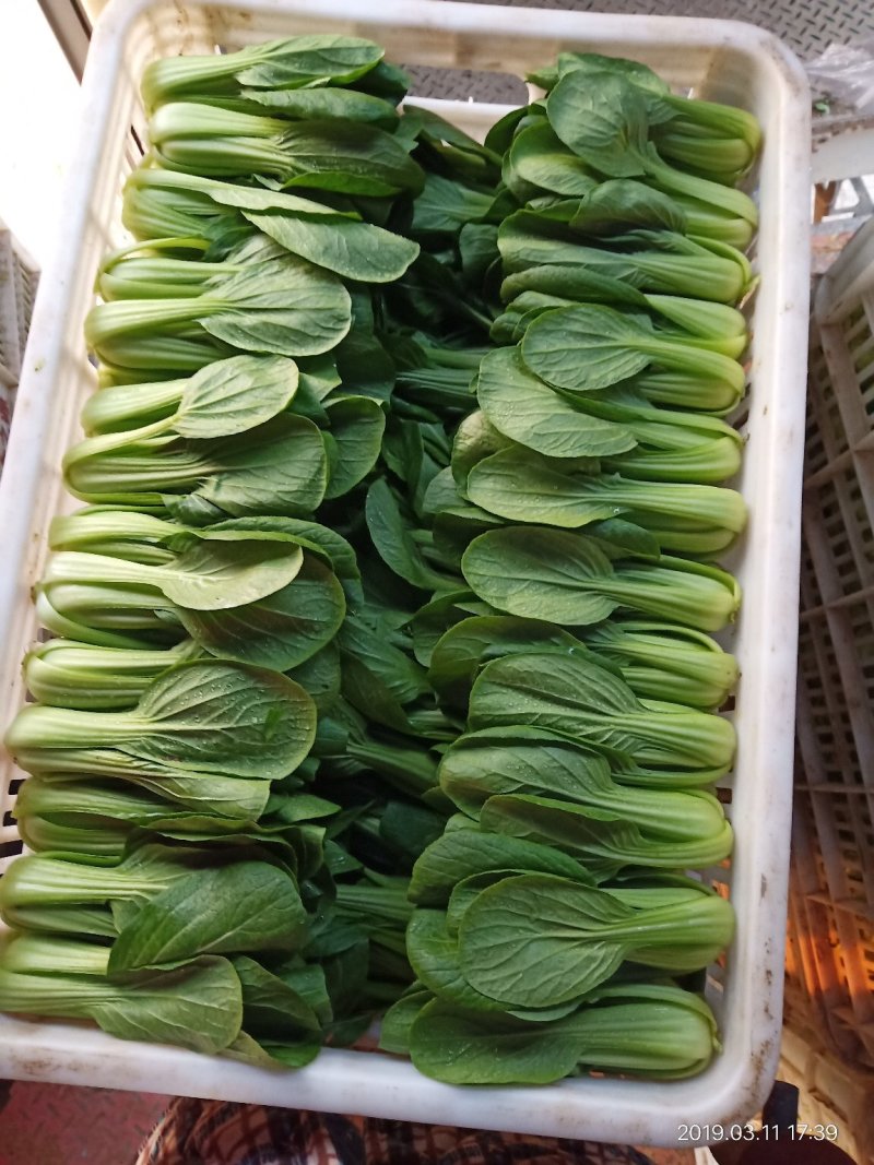 【牛商推荐】青梗菜，江苏本地青梗菜，长期合作，诚信第一