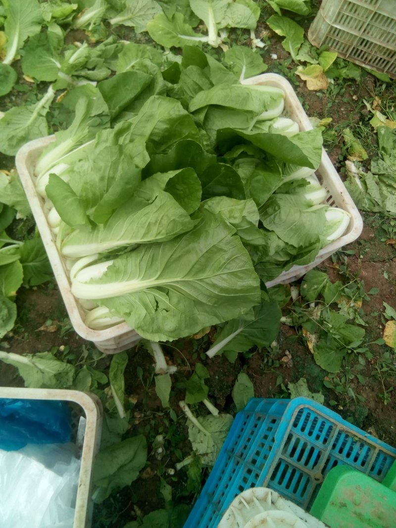 【牛商推荐】青梗菜，江苏本地青梗菜，长期合作，诚信第一
