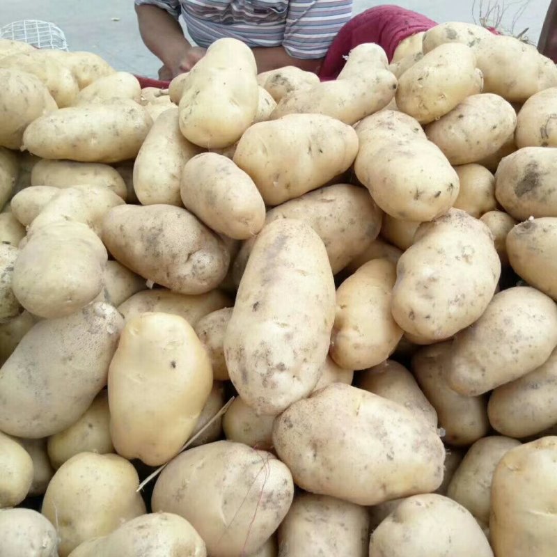 新土豆大量上市了，需要的速联系我！