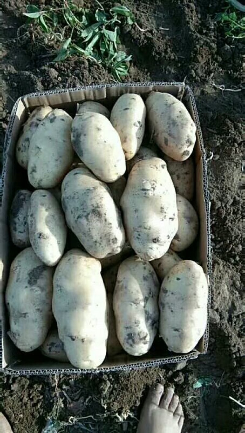 新土豆大量上市了，需要的速联系我！