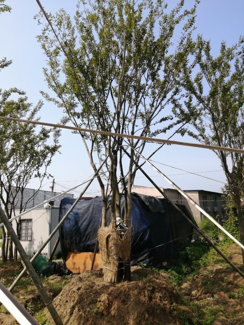 朴树，榉树