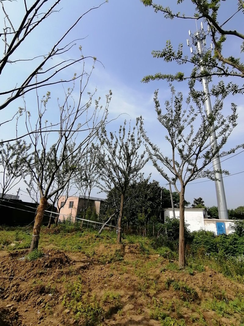 朴树，榉树