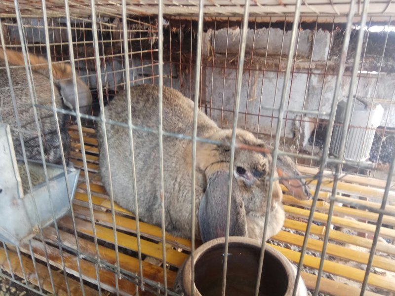 出售纯种公羊兔种兔，小兔苗，怀孕母兔包邮