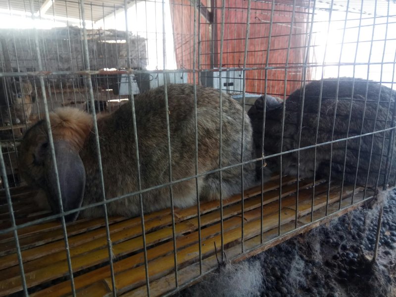 出售纯种公羊兔种兔，小兔苗，怀孕母兔包邮