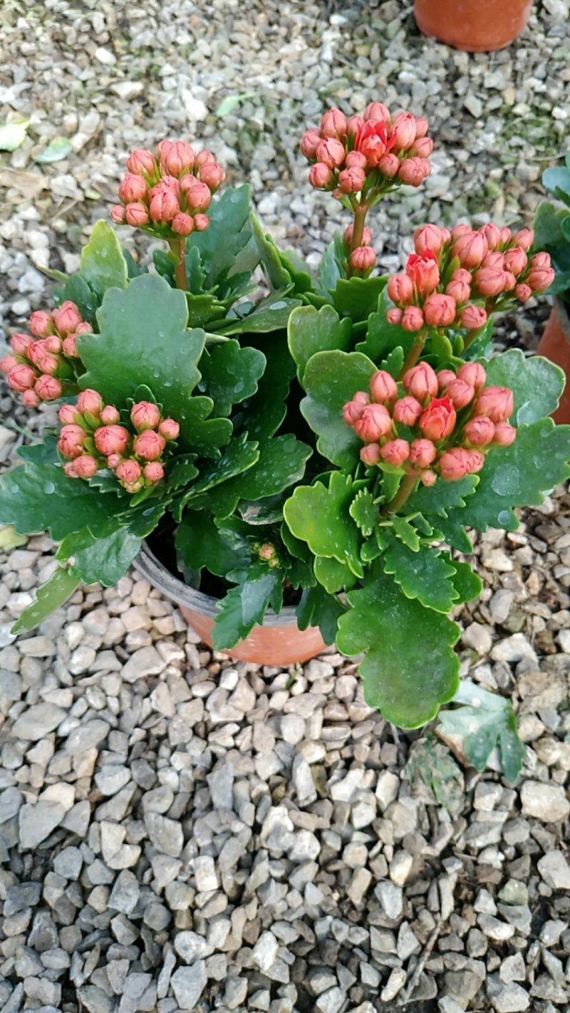 长寿花