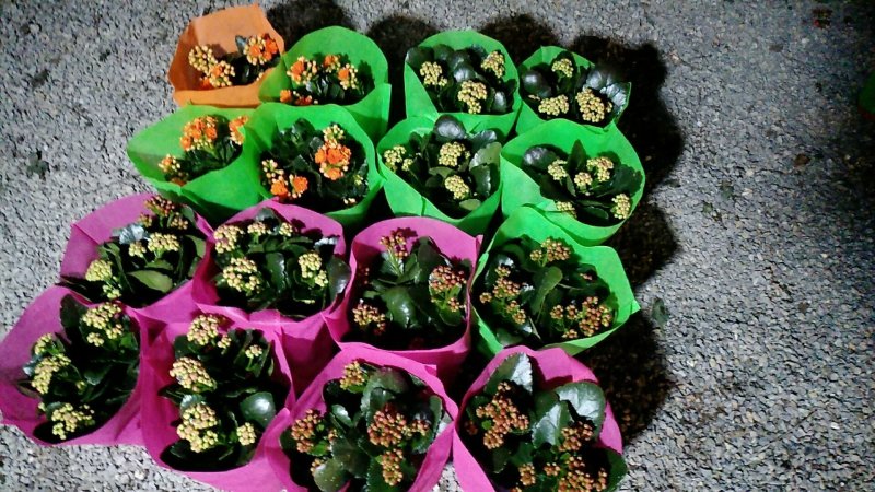 长寿花