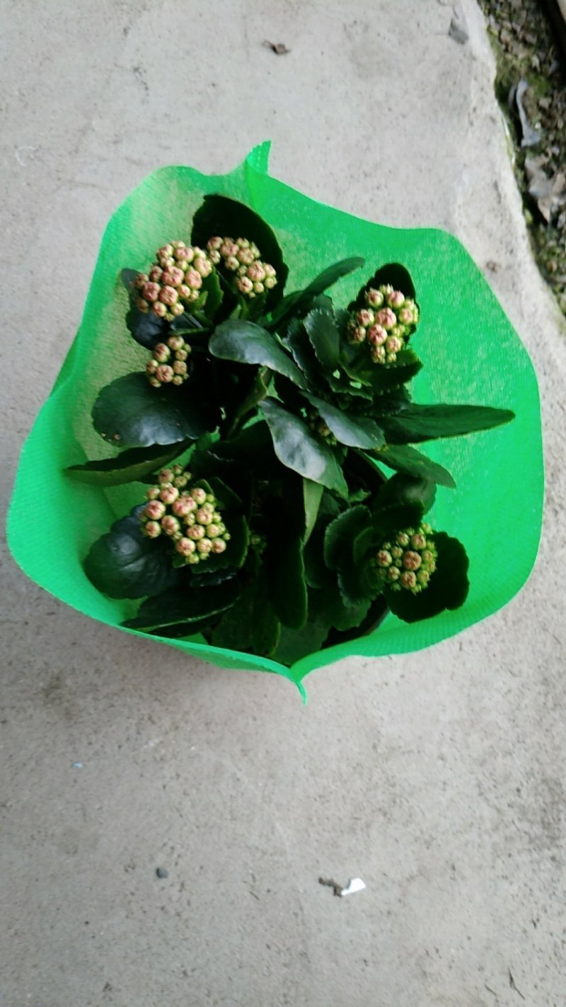 长寿花